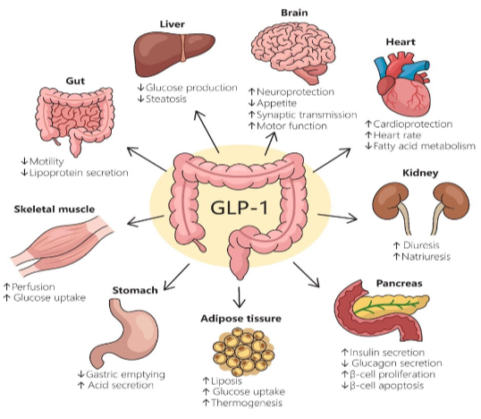 GLP-1 diagram